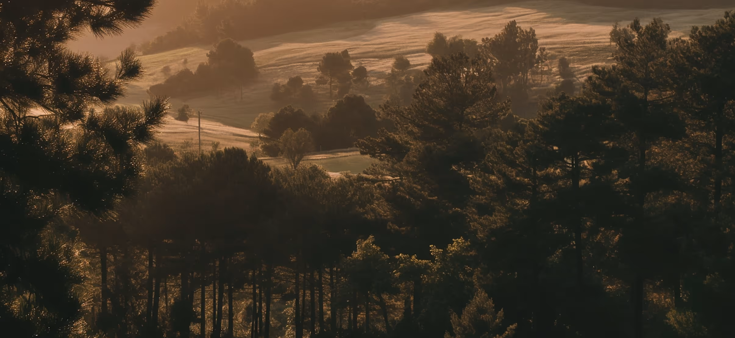 Sunlit forest with tall pine trees and rolling hills in the background during golden hour.